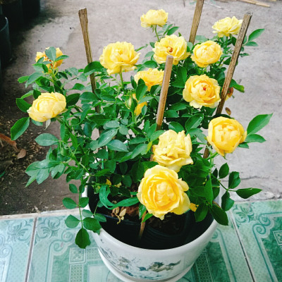 Cây Hoa Hồng Tỉ Muội Vàng - cây cảnh để bàn + tặng phân bón cho cây