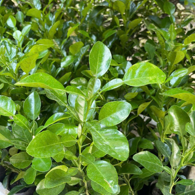 Cây chúc giống, cây chanh thái (combo 4 cây) cao khoảng 20cm