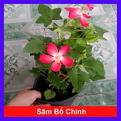 Cây nhân sâm bố chính - cây cảnh sân vườn