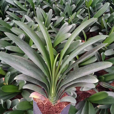 cây lan quân tử phong thuỷ