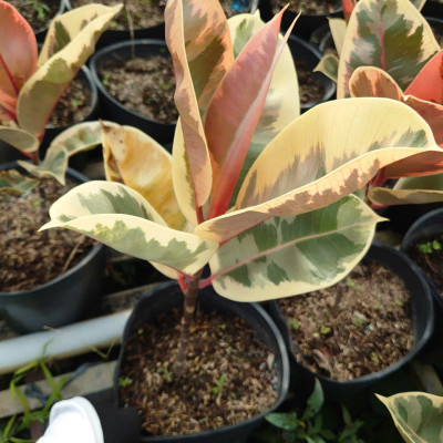 Cây đa búp cẩm thạch - cây cảnh để bàn + tặng phân bón cho cây