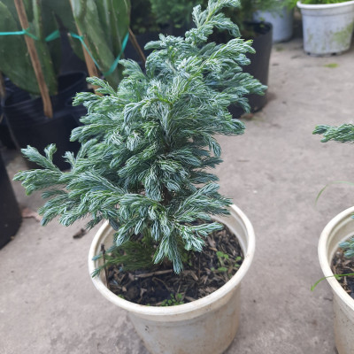 Cây tuyết tùng - cây tùng tuyết