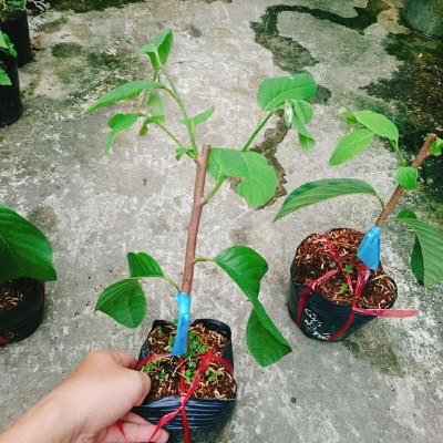 Cây Na thái - Na Xiêm - cho trái siêu to khổng lồ + tặng phân bón