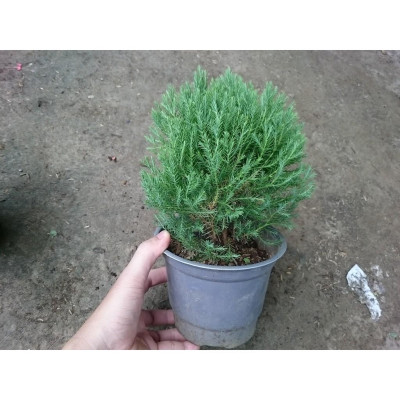 Cây Tùng Bồng Lai - cây cảnh để bàn + tặng phân bón cho cây