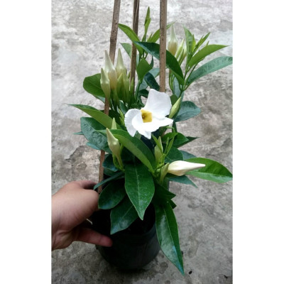 Cây Huỳnh Anh Trắng ( Cây Tuyết Anh ) - cây cảnh vườn + tặng phân bón cho cây