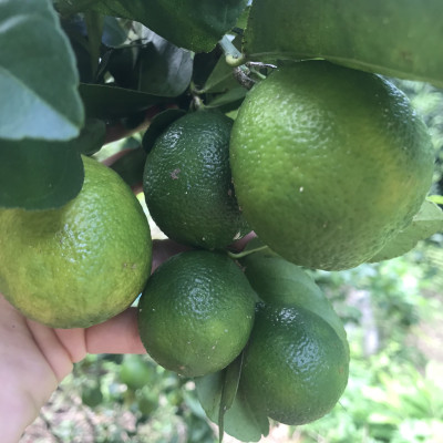 Cây Chanh Tứ Quý Chiết Cành – Cây Giống Khỏe, Dễ Trồng, Ra Trái Quanh Năm