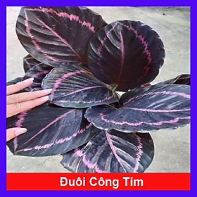 Cây đuôi công tím - cây cảnh để bàn + tặng phân bón cho cây