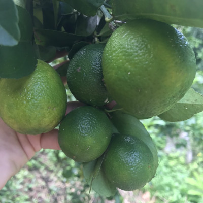 Cây Chanh Tứ Quý Chiết Cành – Cây Giống Khỏe, Dễ Trồng, Ra Trái Quanh Năm