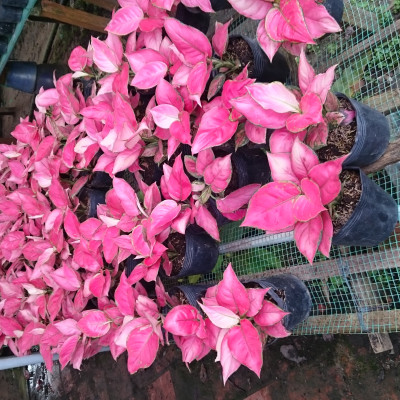 Cây Vạn Lộc - Cây Hồng Phát Lộc - cây cảnh để bàn