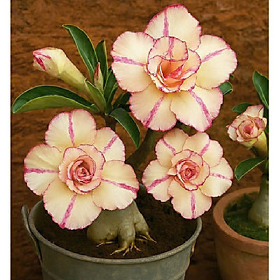 Hạt giống hoa sứ kép Thái Lan - Bịch 10 hạt – Mã số 2033