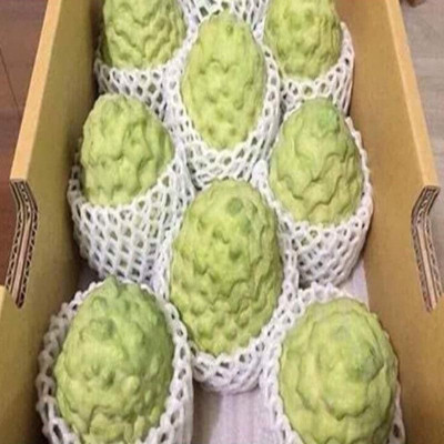 Cây Na thái - Na Xiêm - cho trái siêu to khổng lồ + tặng phân bón