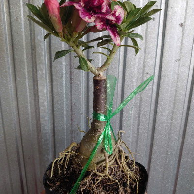 Cây Sứ Thái Kép Hoa Tím - cây cảnh để trong nhà + tặng phân bón cho cây