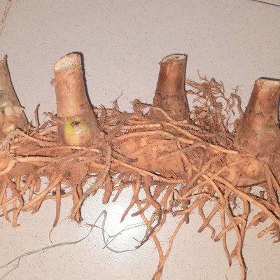 Củ cát lồi - củ cây mía dò, củ tươi