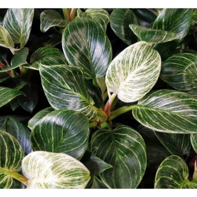 Cây trầu bà đế vương kim cương , trầu bà kim cương