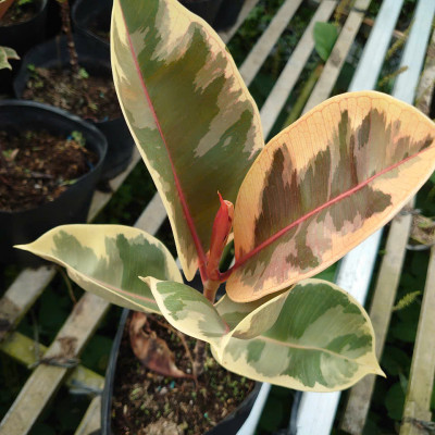 Cây đa búp cẩm thạch - cây cảnh để bàn + tặng phân bón cho cây