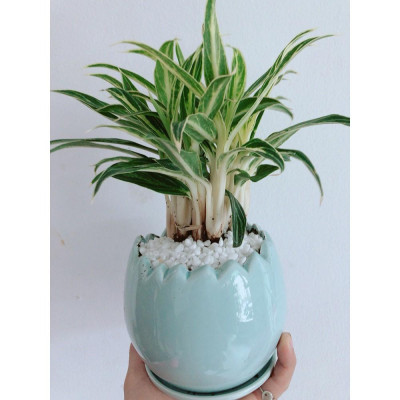 Cây Giữ Tiền - cây cảnh phong thủy trang trí + Tặng phân bón cho cây mau lớn