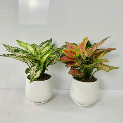 Chậu Cây Để Bàn Nhỏ Văn Phòng (1 bộ chậu và Cây Vạn Lộc Đỏ) cây trong nhà trang trí may mắn