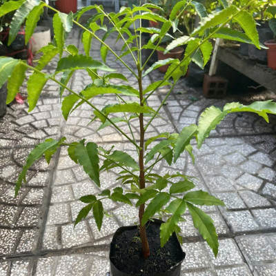 Cây sầu đâu (combo 3 cây) cao khoảng 40cm