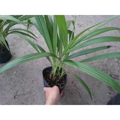 Cây lan chu đỉnh vàng ( địa lan hoa vàng ) - cây cảnh để bàn + tặng phân bón cho cây