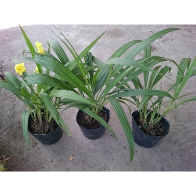 Cây lan chu đỉnh vàng ( địa lan hoa vàng ) - cây cảnh để bàn + tặng phân bón cho cây