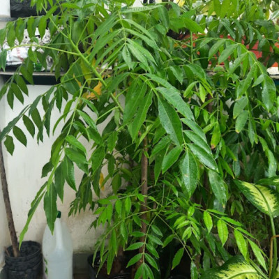 Cây cóc Thái, chiều cao khoảng 1m