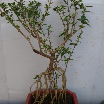 Bạch Tuyết Mai - Cây cảnh Bonsai để bàn + Tặng phân bón cho cây