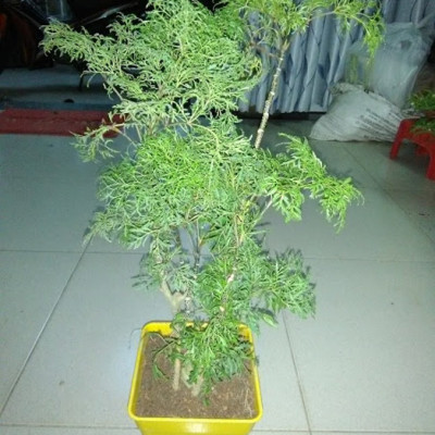 Cây đinh lăng lá nhuyễn