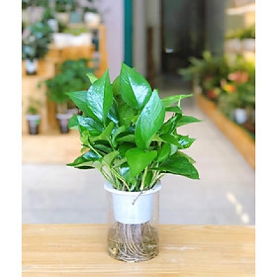 Cây trầu bà xanh thủy canh , trầu bà thủy sinh