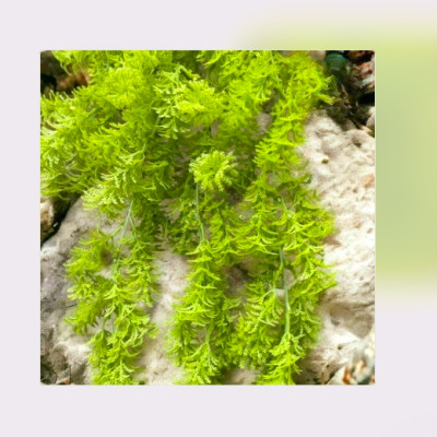 Cụm lá rủ giả, dây leo trang trí, cụm lá treo tường trang trí ban công nhà cửa, nhà hàng, quán ăn