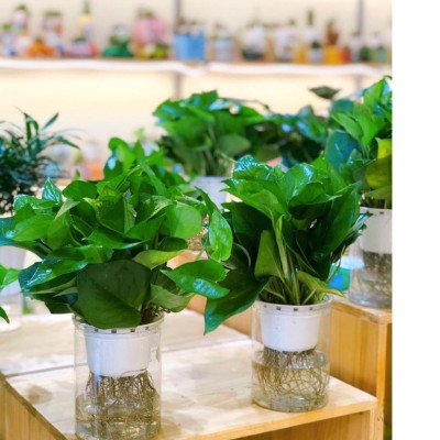 Cây trầu bà xanh thủy canh , trầu bà thủy sinh