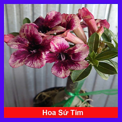 Cây Sứ Thái Kép Hoa Tím - cây cảnh để trong nhà + tặng phân bón cho cây