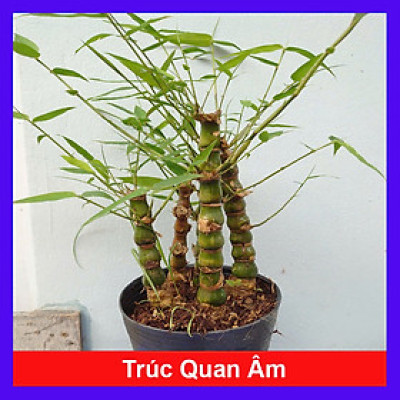 Cây Trúc Quan Âm - Trúc Phật Bà - Cây trúc đùi gà - cây tre đùi ếch