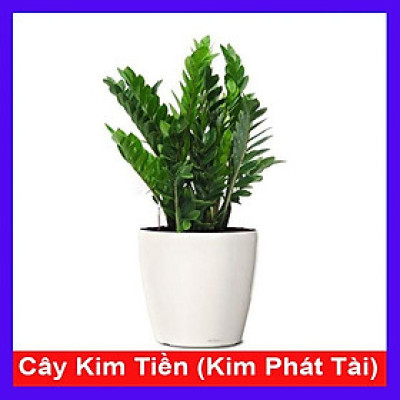 Cây Kim Tiền - Kim Phát Tài - cây cảnh để bàn - Mang May Mắn Tài Lộc