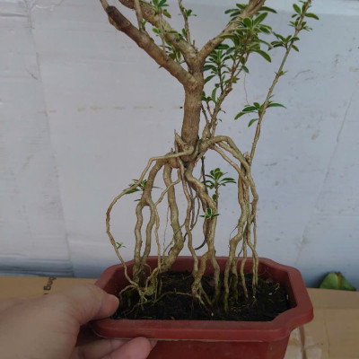 Bạch Tuyết Mai - Cây cảnh Bonsai để bàn + Tặng phân bón cho cây
