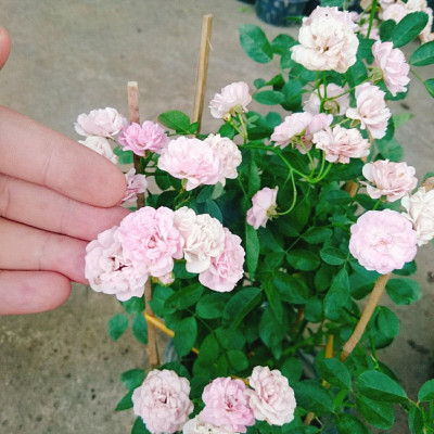 Cây Hồng Bạch Trà (giống mới) - Hồng Đông Mai