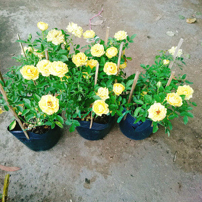 Cây Hoa Hồng Tỉ Muội Vàng - cây cảnh để bàn + tặng phân bón cho cây