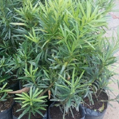 Combo 2 cây tùng La Hán, chiều cao 40-50cm