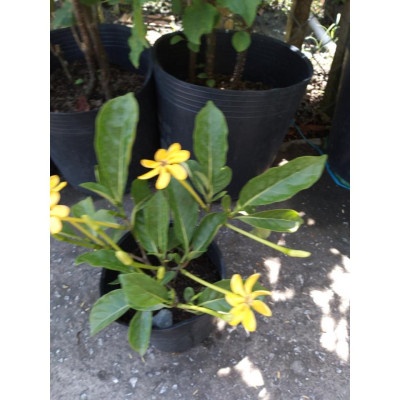 Cây Lài Hoàng Đế (Lài Hawai cho hoa lâu tàn, hương rất thơm) + tặng phân bón