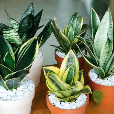 Cây lưỡi hổ , cây lưỡi mèo mini đặt bàn