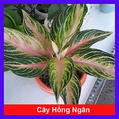 Cây Hồng Ngân - Cây cảnh mini để bàn + Tặng phân bón cho cây mau lớn