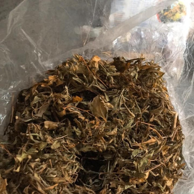 Trà lá đinh lăng khô (Lá đinh lăng nếp sấy khô 1kg) - Sản phẩm đinh lắng nếp hữu cơ tự nhiên