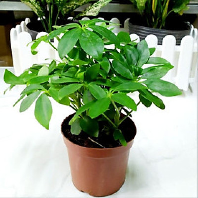 Cây ngũ gia bì để bàn