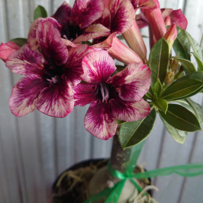 Cây Sứ Thái Kép Hoa Tím - cây cảnh để trong nhà + tặng phân bón cho cây