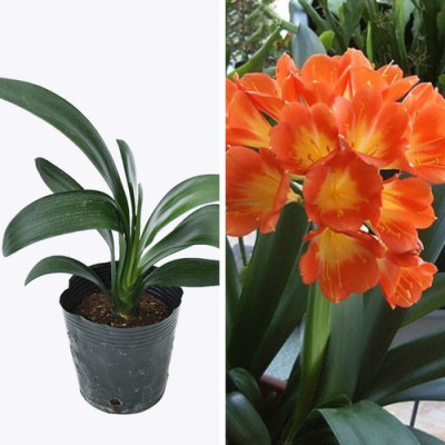 cây lan quân tử phong thuỷ