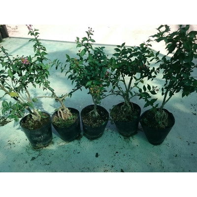 Cây Hồng Ngọc Mai Bonsai - cây cảnh bonsai + tặng phân bón cho cây