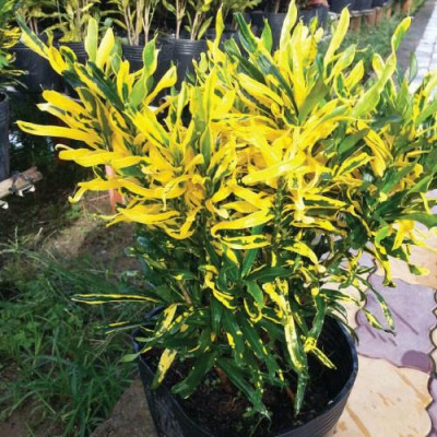 Cây lá màu dây khoan - cây cảnh để trong nhà + tặng phân bón cho cây