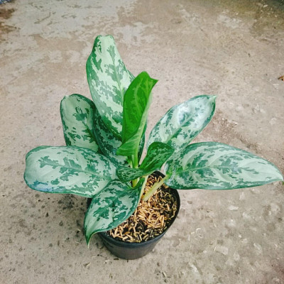 Cây Thanh Hậu - cây cảnh để bàn + tặng phân bón cho cây mau lớn