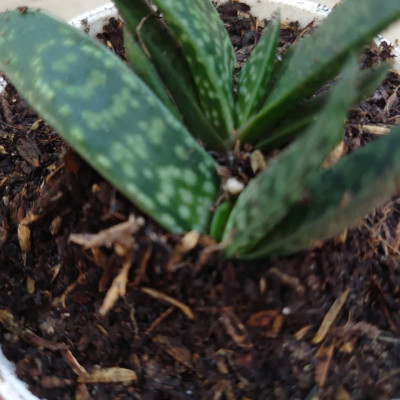 Cây Sen Mỏ Vịt - cây cảnh để bàn + tặng phân bón cho cây