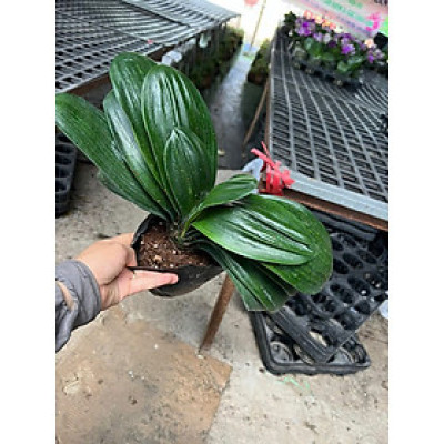 cây lan quân tử phong thuỷ