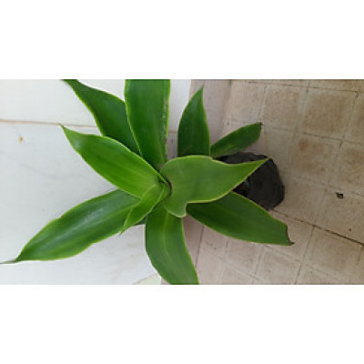 Cây lược vàng, cây như hình minh họa